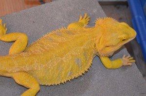 Suche intensiv gelbe Farb-Bartagamen z B. Citrus, Citrus Hypo Leatherback, etc.