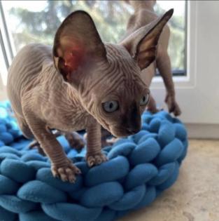 Reinrassige Canadian Sphynx Kitten mit Tasthaaren