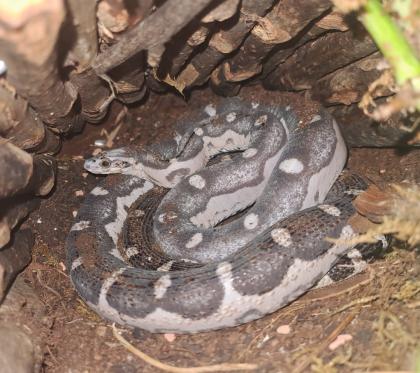 1. 0 Kornnatter Anery Scaleless Terrarium Zubehör