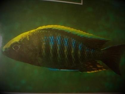Tanganjika- u. Malawibuntbarsche abzugeben Tropheus, Frontosa, Brichardi, Yello