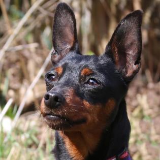 PRIMA PETZY - weiblich 3 Jahre 26 cm 3 kg Rehpinscher Gechipt Kastriert
