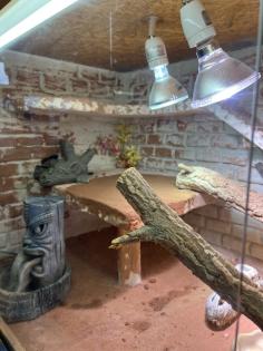 Drago Bartagame sucht neues Zuhause mit Terrarium