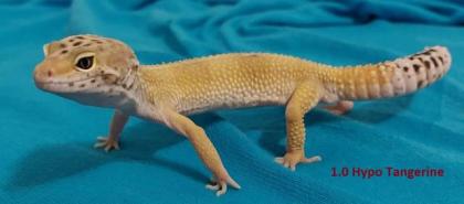 3. 1 Leopardgeckos versch. Morphs