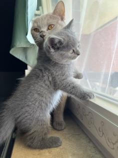 Britisch kurzhaar kitten Katze