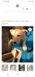 Tolle Welpen, Junghunde Hundesenioren