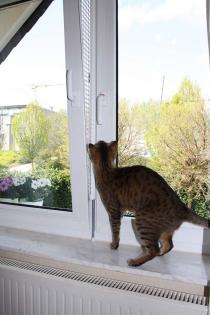 Kippfensterschutz für Katzen von austmetall, OHNE BOHREN UND OHNE KLEBEN