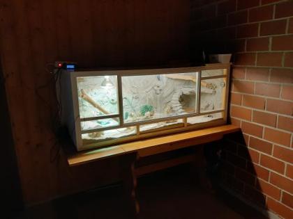 Bartagamen mit Terrarium zu verkaufen