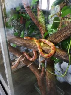 Verkaufe meine zwei kornnatter mit terrarium