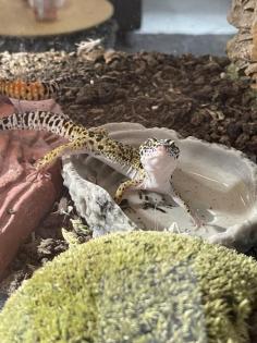 Leopardgeckos Terarrium