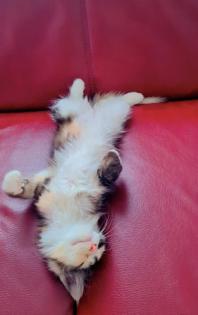 Wunderschönes Maine Coon kitten