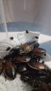 Lucihormetica subcincta Leuchtschaben Zuchtansatz 15 Tiere