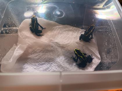 Dendrobates tinctorius nominat 0. 3