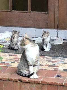12 Wochen alte Kitten suchen ein neues Zuhause
