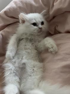 Britisch Langhaar Kitten