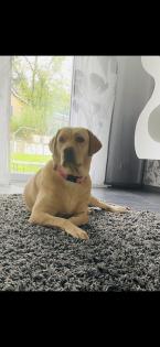 Labrador Welpen, reinrassig, Babylabradore