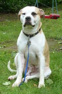 Hugo aus Köln Lindenthal vermisst