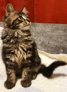 Maine Coon Kitten zum Knutschen