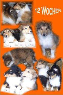 Colliewelpen