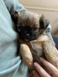 Chihuahua in Langhaar