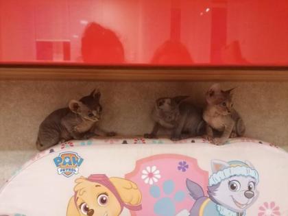 Kanadische SPHYNX Kitten