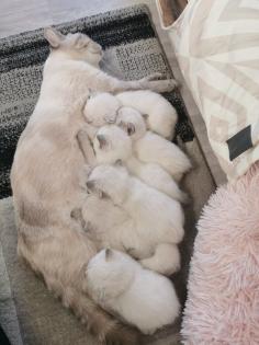 BKH Kitten suchen ein liebevolles Zuhause