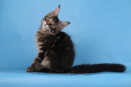 Reinrassige Maine coon Stammbaum