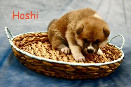 Reinrassige Akita Inu Welpen mit Papieren der Elterntiere