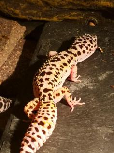 4 Leopardgeckodamen mit 2 Terrarien