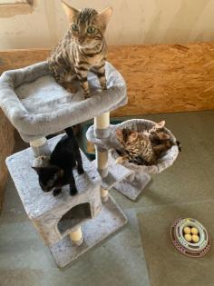 Bengal Kitten suchen ein liebevolles zu Hause
