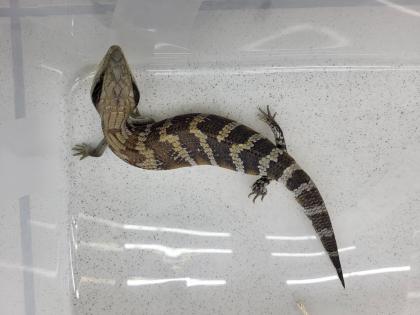 Australische Blauzungenskinke Nachzuchten