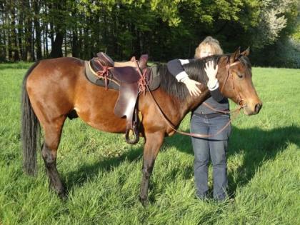 Biete Reitbeteiligung auf 11 jährigem Appaloosa Wallach