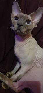 Deckkater