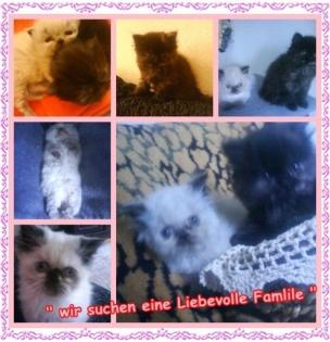 Suesse persa baby s