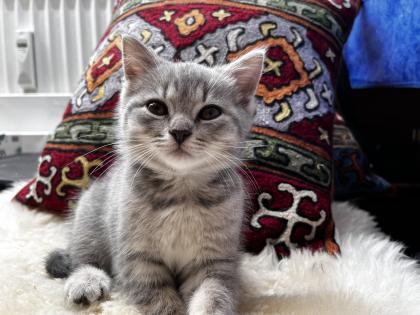 2 wunderschöne Kitten zu verkaufen