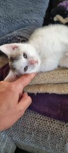 3 Miezis Hauskatzen absolut gesund