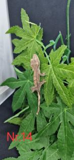 Correlophus ciliatus Kronengeckos 0. 0. 12