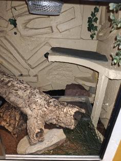 Python Regius Firefly