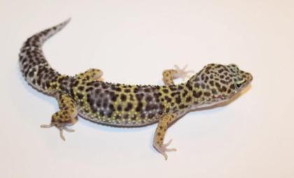 Leopardgeckos