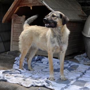 Millie sucht ein Zuhause