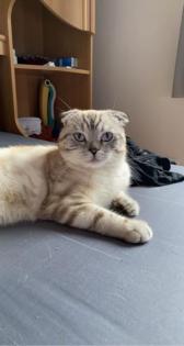 British Kurzhaar Deckkater