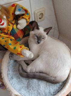 Siam / Thai Kitten Blue Point, Babys, Kätzchen. 1 Junge. Abgabebereit.