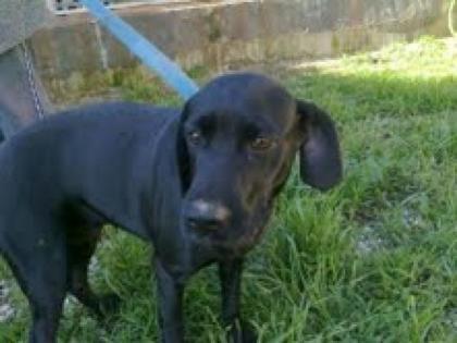 Rallou - soll kurz nach der Kastration wieder zurück auf die Straße. Sie würde