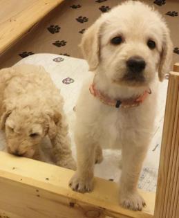 Noch 2 süße Goldendoodle Welpen suchen ihre Traumfamilie