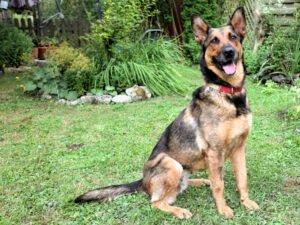 SHAWNY - weiblich 7 Jahre 57 cm 27 kg Schäfer-Mix Gechipt Kastriert