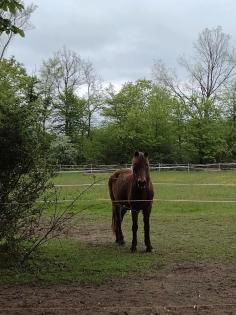 SUCHE Fütterhilfe Pony-Omi Fütterbeteiligung mittags Hilfe Stall