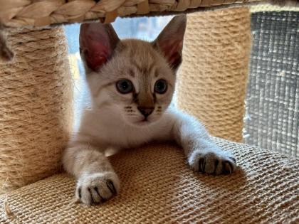 Snow Bengal Siam Kitten