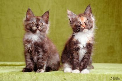 Maine coon Kitten für Liebhaber