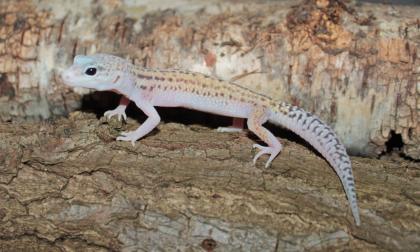 Leopardgecko Weibchen aus 2022