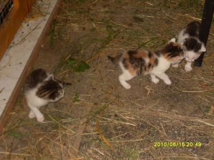 Katzenbabys zu verschenken