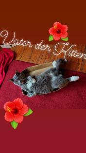 Bkh Kitten Geschwisterpäärchen suchen zusammen ein libes Nest